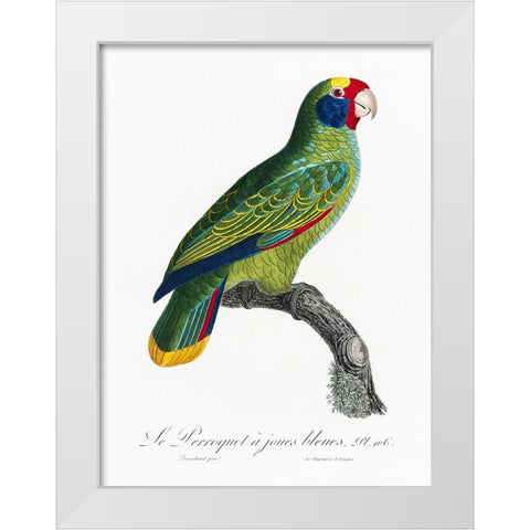 Levaillant Parrot IX White Modern Wood Framed Art Print by Levaillant, Francois