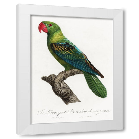 Levaillant Parrot X White Modern Wood Framed Art Print by Levaillant, Francois