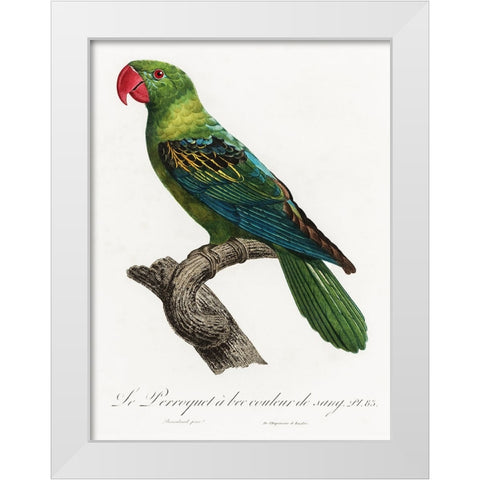 Levaillant Parrot X White Modern Wood Framed Art Print by Levaillant, Francois