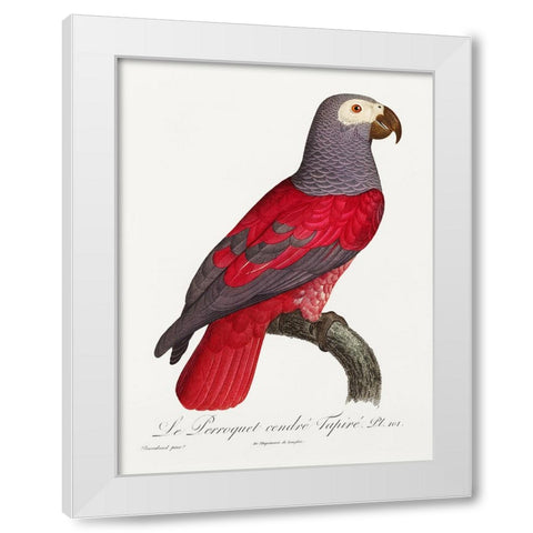 Levaillant Parrot XI White Modern Wood Framed Art Print by Levaillant, Francois