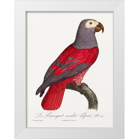 Levaillant Parrot XI White Modern Wood Framed Art Print by Levaillant, Francois