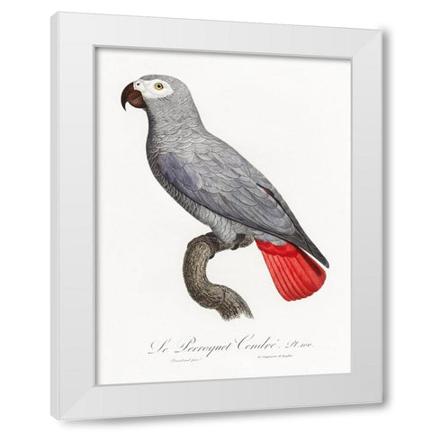 Levaillant Parrot XII White Modern Wood Framed Art Print by Levaillant, Francois
