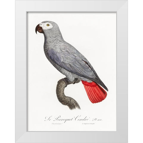 Levaillant Parrot XII White Modern Wood Framed Art Print by Levaillant, Francois