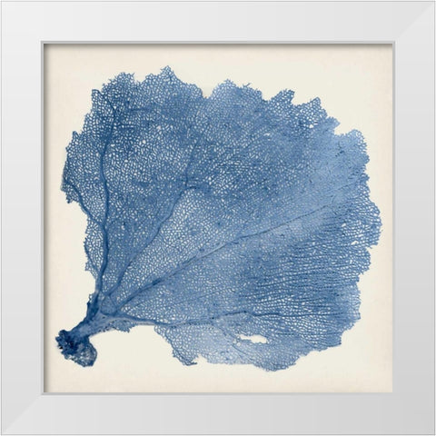 Sea Fan V White Modern Wood Framed Art Print by Vision Studio