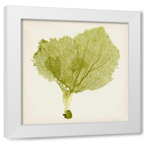 Sea Fan VIII White Modern Wood Framed Art Print by Vision Studio