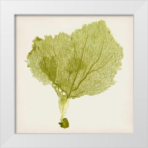 Sea Fan VIII White Modern Wood Framed Art Print by Vision Studio
