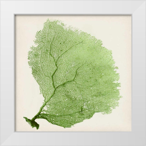 Sea Fan IX White Modern Wood Framed Art Print by Vision Studio