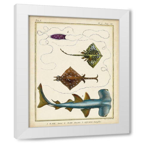 Antique Rays and Fish I White Modern Wood Framed Art Print by Chevillet