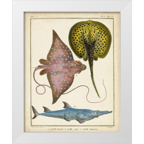 Antique Rays and Fish II White Modern Wood Framed Art Print by Chevillet