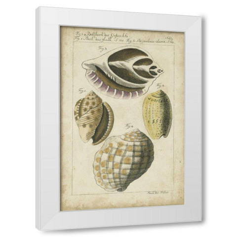 Vintage Shell Study I White Modern Wood Framed Art Print by Martini