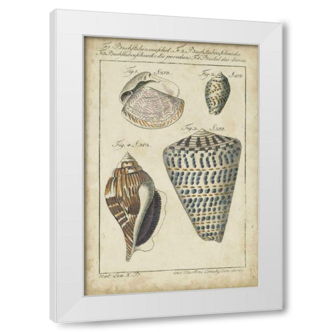 Vintage Shell Study II White Modern Wood Framed Art Print by Martini