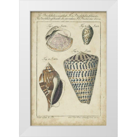 Vintage Shell Study II White Modern Wood Framed Art Print by Martini
