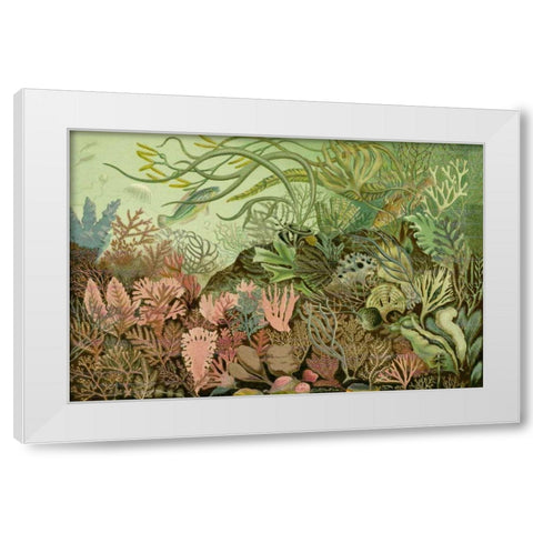 Seaweed Panorama White Modern Wood Framed Art Print by Unknown