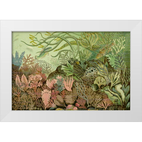 Seaweed Panorama White Modern Wood Framed Art Print by Unknown