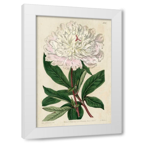 Imperial Floral I White Modern Wood Framed Art Print by Vision Studio