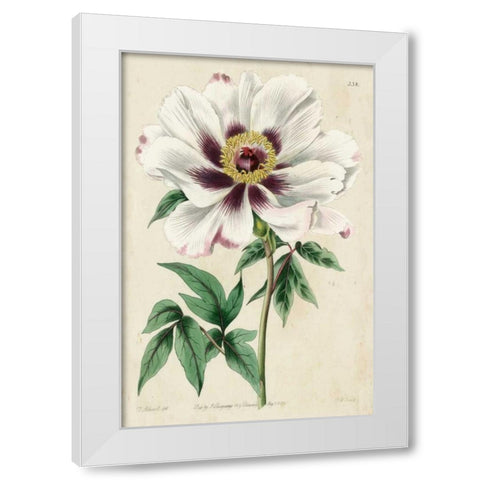 Imperial Floral II White Modern Wood Framed Art Print by Vision Studio