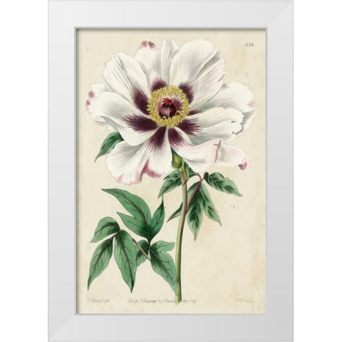 Imperial Floral II White Modern Wood Framed Art Print by Vision Studio