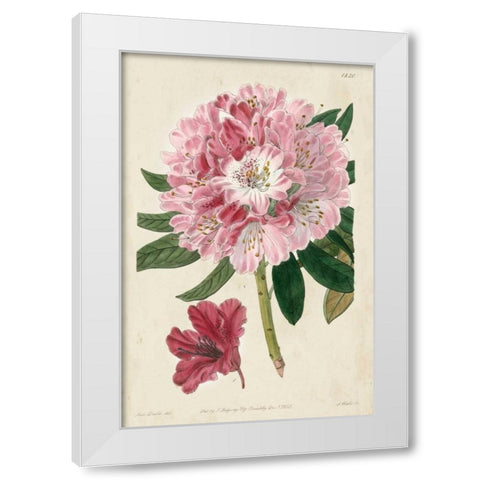 Imperial Floral III White Modern Wood Framed Art Print by Vision Studio