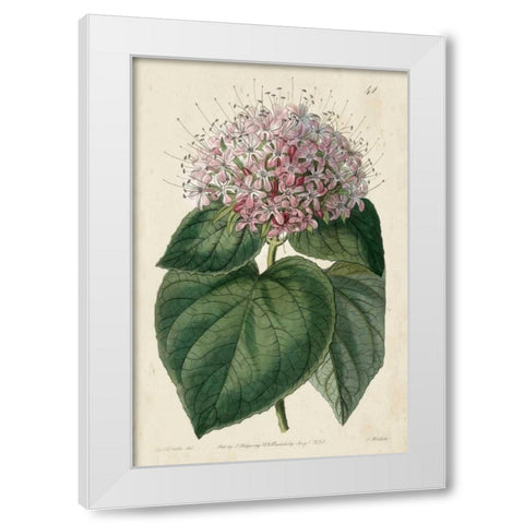 Imperial Floral IV White Modern Wood Framed Art Print by Vision Studio