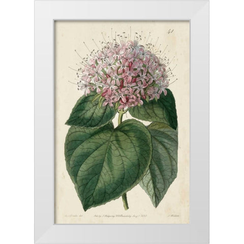 Imperial Floral IV White Modern Wood Framed Art Print by Vision Studio