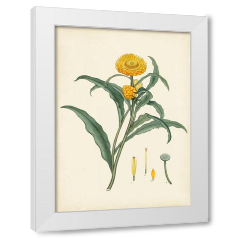 Splendors of Botany I White Modern Wood Framed Art Print by Unknown