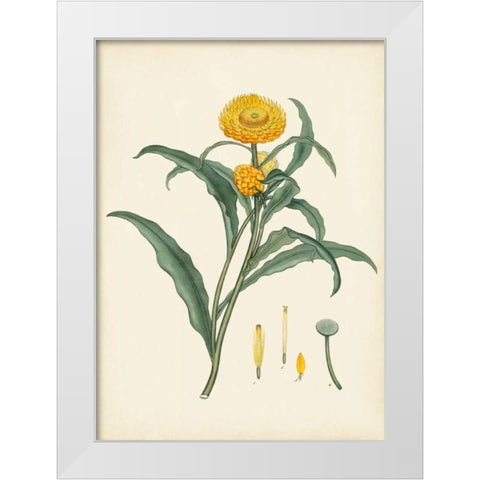 Splendors of Botany I White Modern Wood Framed Art Print by Unknown