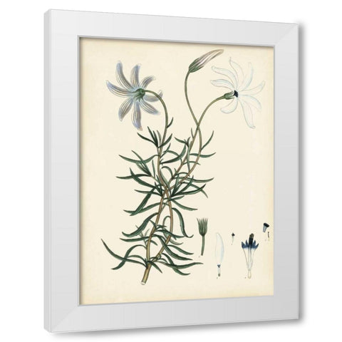 Splendors of Botany II White Modern Wood Framed Art Print by Unknown