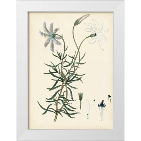 Splendors of Botany II White Modern Wood Framed Art Print by Unknown