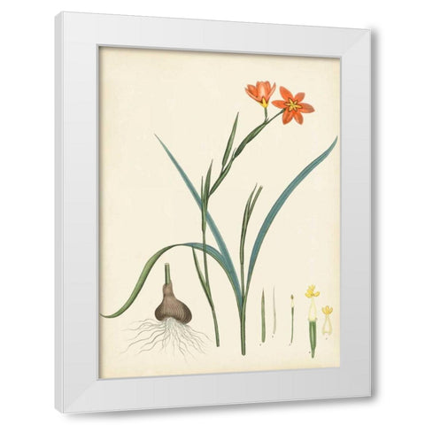 Splendors of Botany III White Modern Wood Framed Art Print by Unknown