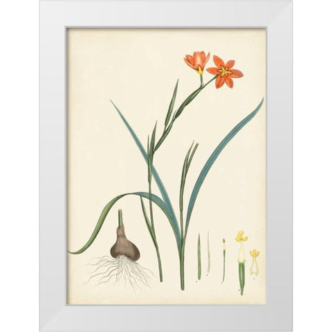 Splendors of Botany III White Modern Wood Framed Art Print by Unknown
