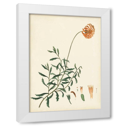 Splendors of Botany IV White Modern Wood Framed Art Print by Unknown