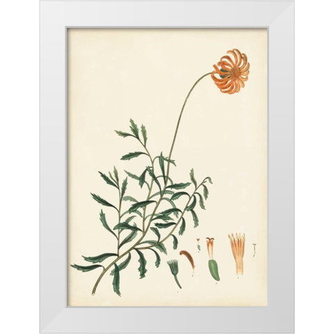 Splendors of Botany IV White Modern Wood Framed Art Print by Unknown