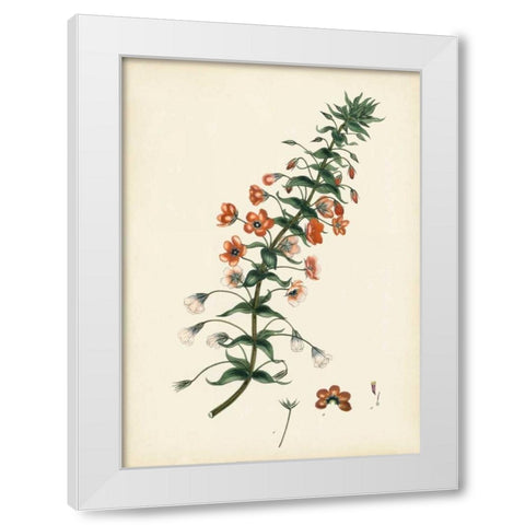 Splendors of Botany V White Modern Wood Framed Art Print by Unknown