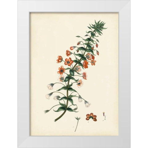 Splendors of Botany V White Modern Wood Framed Art Print by Unknown