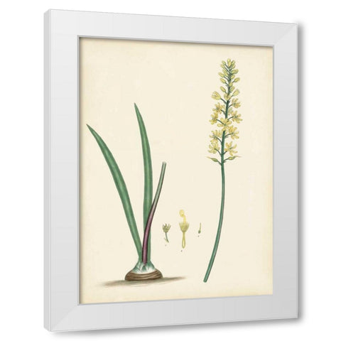 Splendors of Botany VI White Modern Wood Framed Art Print by Unknown