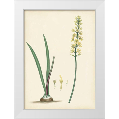 Splendors of Botany VI White Modern Wood Framed Art Print by Unknown
