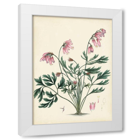 Splendors of Botany VII White Modern Wood Framed Art Print by Unknown