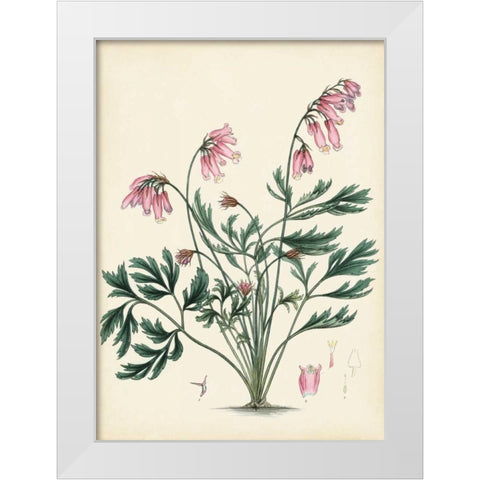 Splendors of Botany VII White Modern Wood Framed Art Print by Unknown