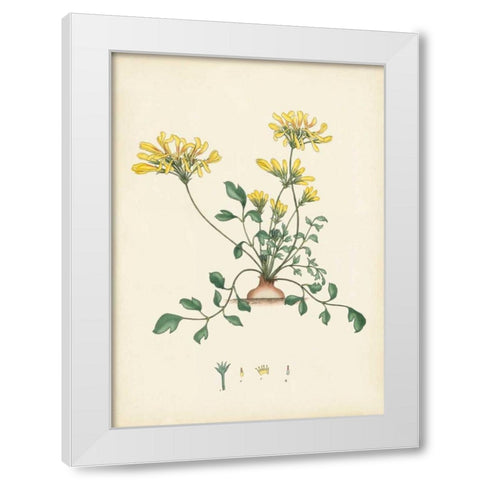 Splendors of Botany VIII White Modern Wood Framed Art Print by Unknown