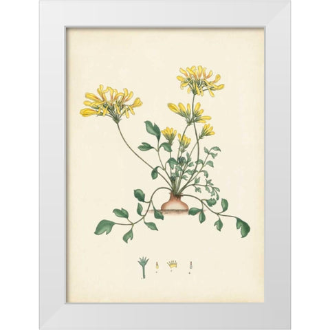 Splendors of Botany VIII White Modern Wood Framed Art Print by Unknown