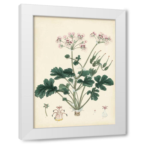Splendors of Botany IX White Modern Wood Framed Art Print by Unknown