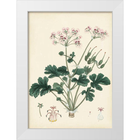 Splendors of Botany IX White Modern Wood Framed Art Print by Unknown