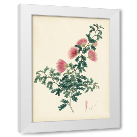 Splendors of Botany X White Modern Wood Framed Art Print by Unknown