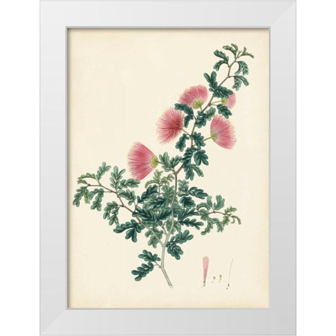 Splendors of Botany X White Modern Wood Framed Art Print by Unknown