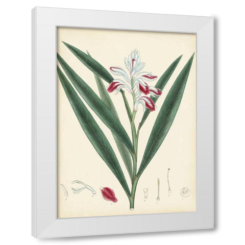 Splendors of Botany XI White Modern Wood Framed Art Print by Unknown
