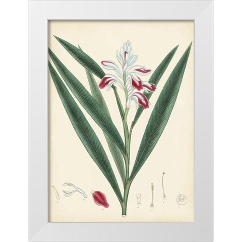 Splendors of Botany XI White Modern Wood Framed Art Print by Unknown