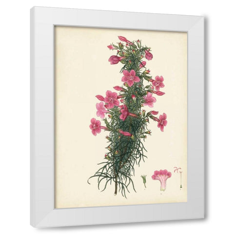 Splendors of Botany XII White Modern Wood Framed Art Print by Unknown