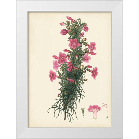 Splendors of Botany XII White Modern Wood Framed Art Print by Unknown