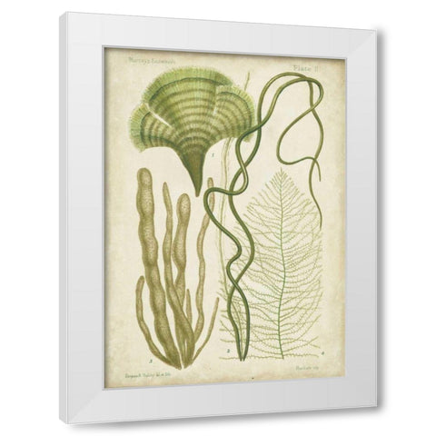 Seaweed Specimen in Green II White Modern Wood Framed Art Print by Vision Studio