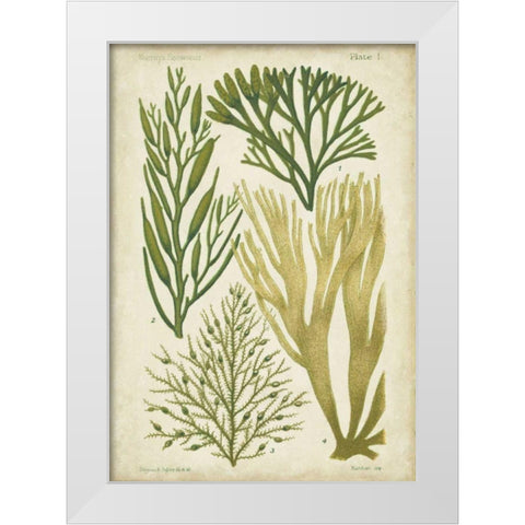 Seaweed Specimen in Green III White Modern Wood Framed Art Print by Vision Studio